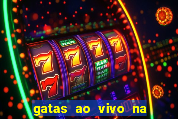gatas ao vivo na web cam
